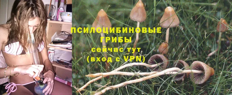 OMG   Кизляр  Галлюциногенные грибы Magic Shrooms 